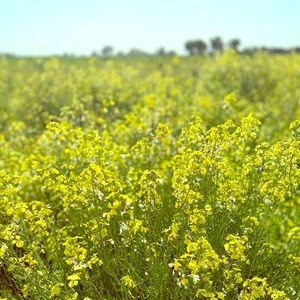 Meet your Posher, Desiree